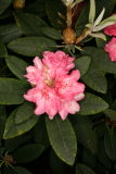 Rhododendron yakushimanum 'Grumpy' RCP5-2012 088.JPG